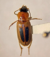 Stenolophini