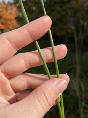 Juncus canadensis