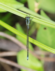 Ischnura pruinescens