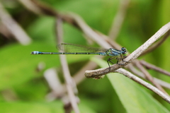 Ischnura pruinescens
