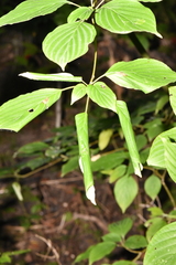 Acleris cornana