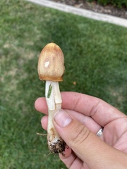 Coprinopsis romagnesiana