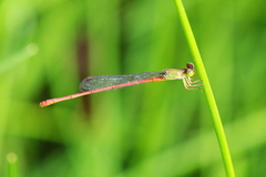 Ceriagrion aeruginosum