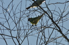 Eupsittula aurea