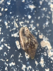 Columbella rusticoides