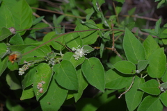 Croton ciliatoglandulifer