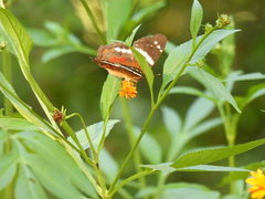 Anartia fatima colima