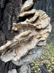 Laetiporus