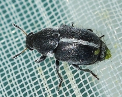 Bruchela suturalis