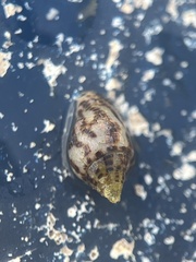 Columbella rusticoides