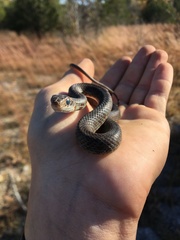 Coluber constrictor constrictor