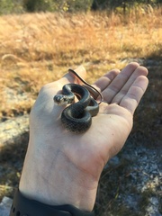 Coluber constrictor constrictor