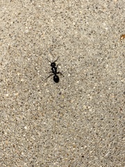 Camponotus pennsylvanicus