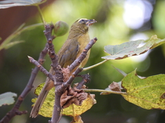 Saltator grandis