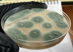 Penicillium roqueforti