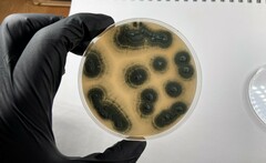 Penicillium roqueforti