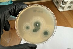 Penicillium roqueforti