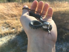 Coluber constrictor constrictor