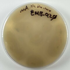 Penicillium roqueforti