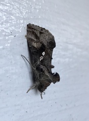 Chrysodeixis includens