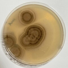 Aureobasidium