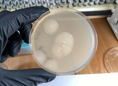Aureobasidium