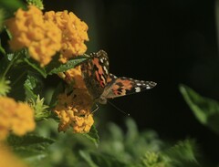 Vanessa cardui
