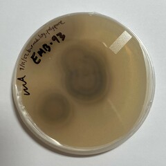 Aureobasidium