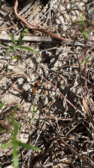 Ammophila