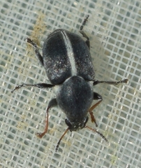 Bruchela suturalis