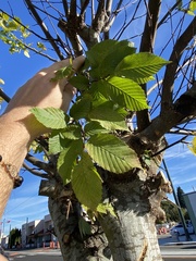 Ulmus americana