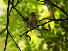 Vireo plumbeus