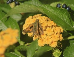 Atalopedes campestris