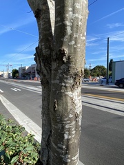 Ulmus americana