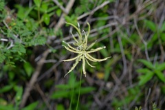 Chloris cucullata