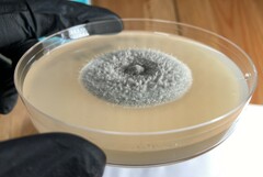 Halobyssothecium carbonneanum