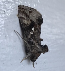 Chrysodeixis includens