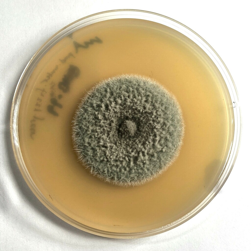 Lentitheciaceae