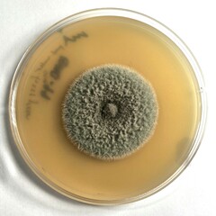 Halobyssothecium carbonneanum