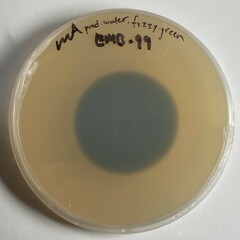 Halobyssothecium carbonneanum