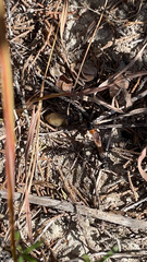 Ammophila