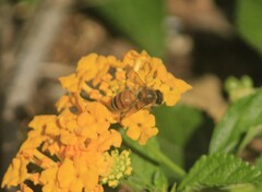 Apis mellifera