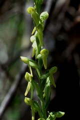 Platanthera sparsiflora