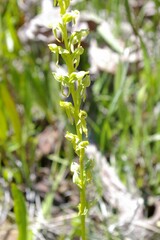 Platanthera sparsiflora