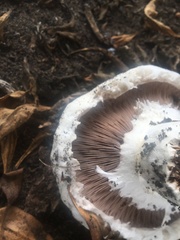Agaricus bernardii