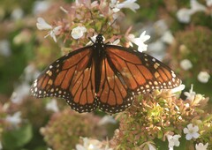 Danaus plexippus
