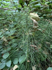 Equisetum fluviatile