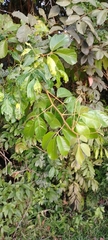 Sapindaceae