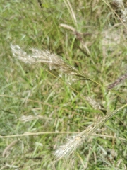 Bothriochloa barbinodis