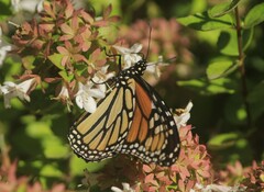 Danaus plexippus